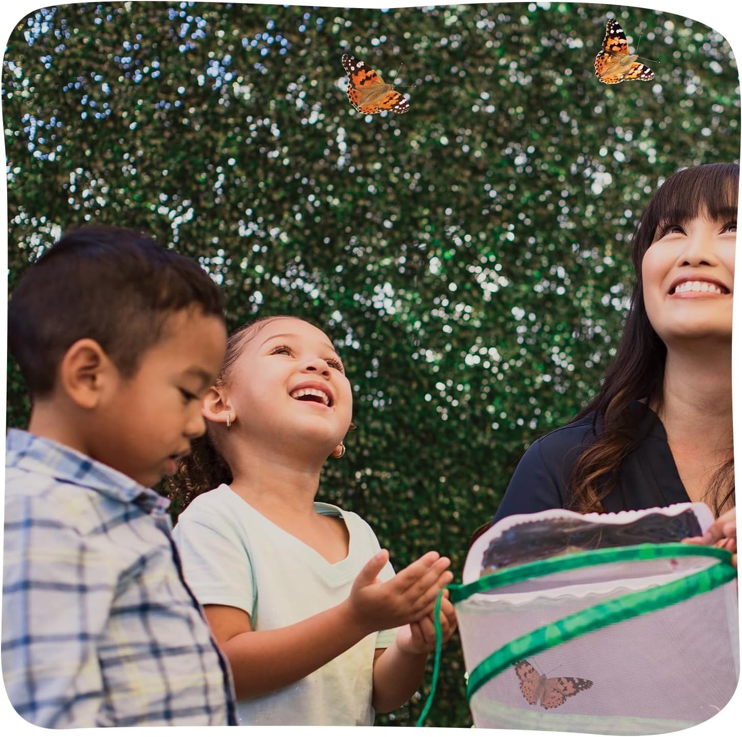 Insect Lore Raise and Release Butterfly Garden Kit – Caterpillar Habitat with redeemable Voucher – STEM-accredited Butterfly Growing Kit for Kids, Classrooms, and Homeschool Learning